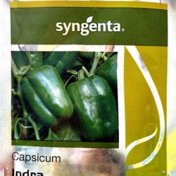 INDRA CAPSICUM