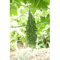 Bitter Gourd Akash F1