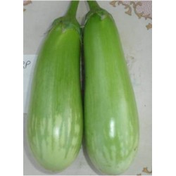 Brinjal Utkal F1