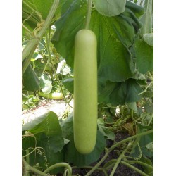 Bottle Gourd Haruna