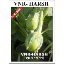 Brinjal Harsh F1