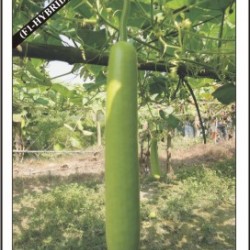 Bottle Gourd Sarita F1