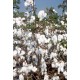 Cotton Seeds Ajeet 155 BG-2