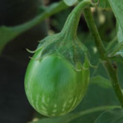 Ankur Hybrid brinjal-Harshal (10g) Vegetable Seeds- 10 GRM