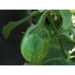 Ankur Hybrid brinjal-Harshal (10g) Vegetable Seeds- 10 GRM