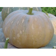 Ankur Hybrid  Pumpkin Bhim (122) Vegetable Seeds- 50 GRM