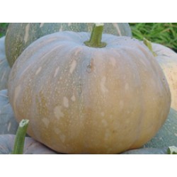 Ankur Hybrid  Pumpkin Bhim (122) Vegetable Seeds- 50 GRM