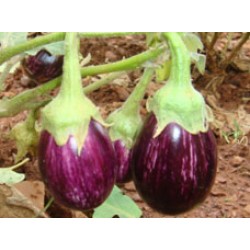 Ankur Hybrid brinjal-Abhishek  (10g) Vegetable Seeds 