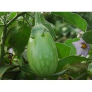 Ankur Hybrid brinjal-Kirti (10g) Vegetable Seeds