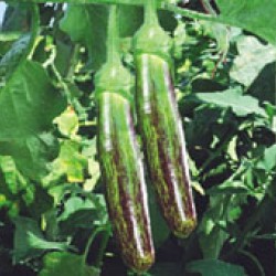 Ankur Hybrid brinjal-Sachin (10g) Vegetable Seeds