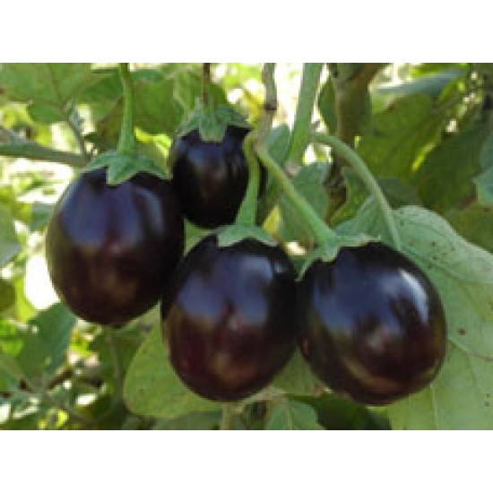 Ankur Hybrid brinjal-Utkarsha (10g) Vegetable Seeds