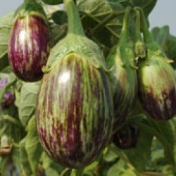 Ankur Hybrid brinjal-Vijay (10g) Vegetable Seeds