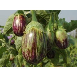 Ankur Hybrid brinjal-Vijay (10g) Vegetable Seeds