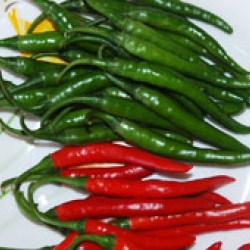 Ankur Hybrid chilly  ARCH – 2239  (10g) vegetable Seeds