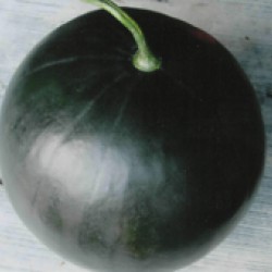 Ankur Hybrid Watermelon– Saras(61) (10g) Vegetable Seeds