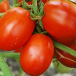 Ankur Hybrid Tomato ARTH Arnav-(3053) (10g) vegetable seeds