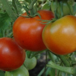 Ankur Hybrid Tomato ARTH Ranveer-(3054) (10g) vegetable seeds