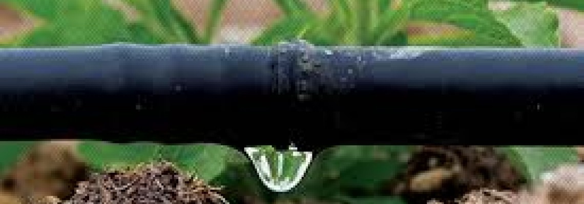 India should use Israeli model of drip irrigation system; suggests Indian expert