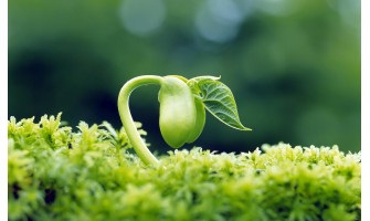 Certification of seeds to be made mandatory to step up farm output