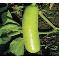 INDO-US 117 F1 HY BOTTLE GOURD