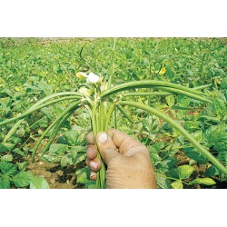 INDO-US INDU COW PEA