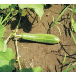 INDO-US PRIYA CUCUMBER