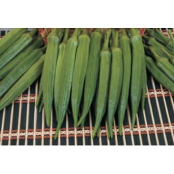 INDO-US SUNGOLD-OP OKRA