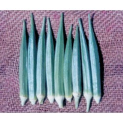 INDO-US SUNGREEN OKRA