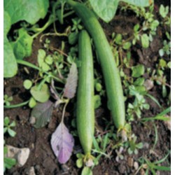 INDO-US-SHIVA (O.P.) SPONGE GOURD