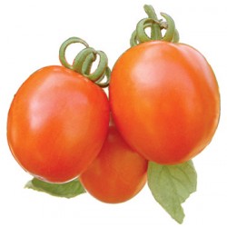 INDO-US 9999 F1 HY TOMATO