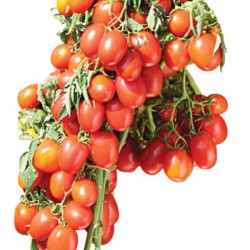 INDO-US-RED BEAUTY F1 HY TOMATO