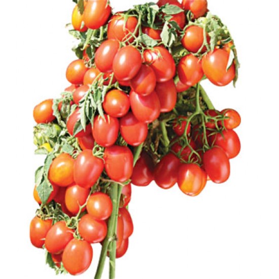 INDO-US-RED BEAUTY F1 HY TOMATO