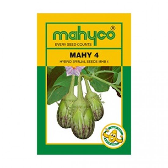 Mahyco MAHY 4(MHY 4) (10g) Brinjal Vegetable Seeds
