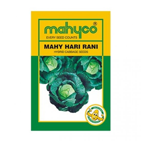 Mahyco HARI RANI (10g) Cabbage Vegetable Seeds