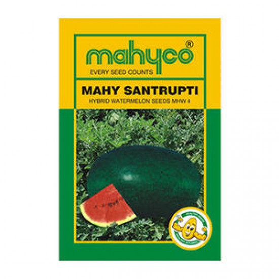 Mahyco MHW 4 (SANTRUPTI) (50g) WaterMelon Seeds