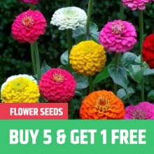 Buy 5 units of Flower Seeds and get 1 unit Absolutely free !!
