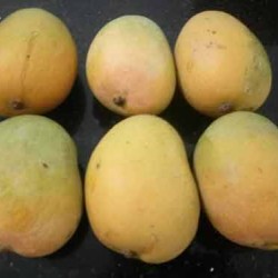 Organic Gavran Mango (Desi) - 1 Dozen
