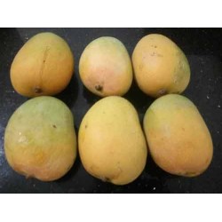 Organic Gavran Mango (Desi) - 1 Dozen