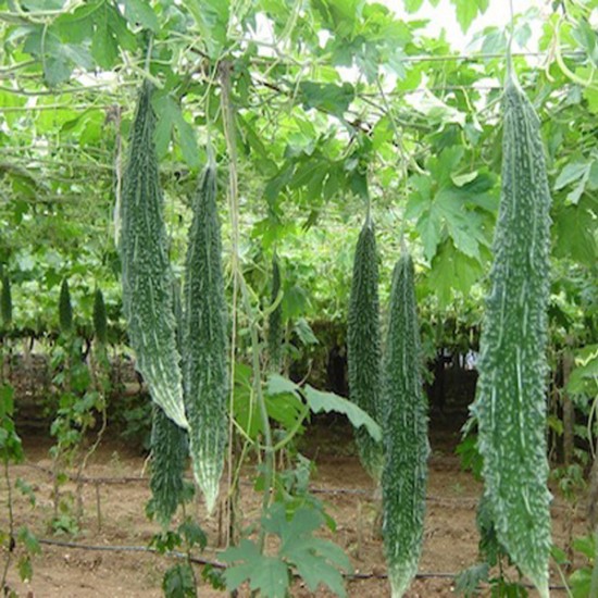 Hybrid Green Long Bitter Gourd  Vegetable Seeds 
