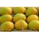 Devgad Alphonso Premium  Mango - Hapus - 1 Dozen