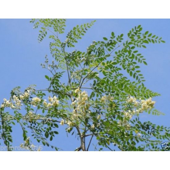 Moringa Seeds  (Early Variety ) PKM-1