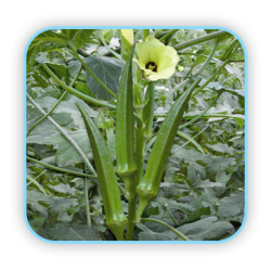 Sungro Bhindi Hybrid 319 (100g) Vegetable seeds