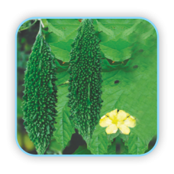 Sungro Hybrid bitter gourd Aman (10g) Vegetable Seeds