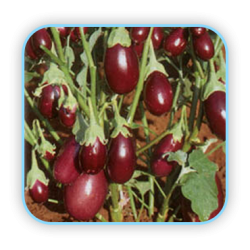Sungro  Hybrid Brinjal Pragati (10g) Vegetable Seeds
