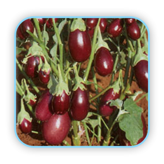 Sungro  Hybrid Brinjal Pragati (10g) Vegetable Seeds