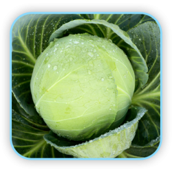 Sungro Hybrid cabbage S-92 vegetable Seeds