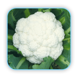 Sungro Hybrid Cauliflower  S-110 vegetable Seeds