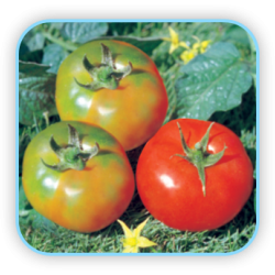 sungro Hybrid Tomato 3618 vegetable Seeds