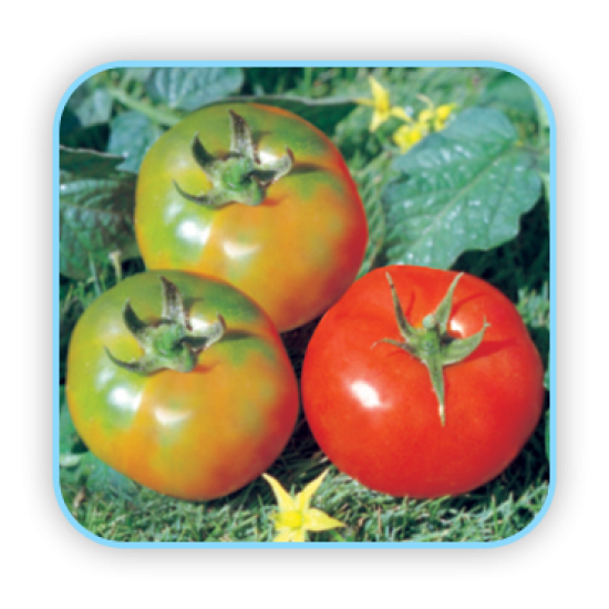 sungro Hybrid Tomato 3618 vegetable Seeds