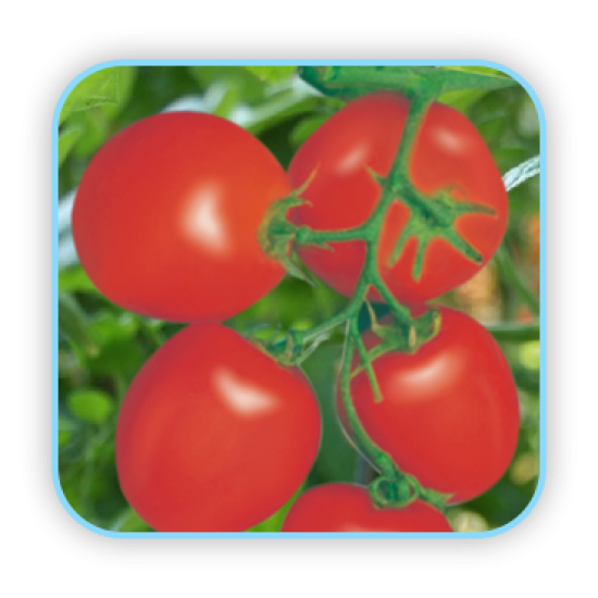 Sungro Hybrid Tomato Krishna vegetable Seeds